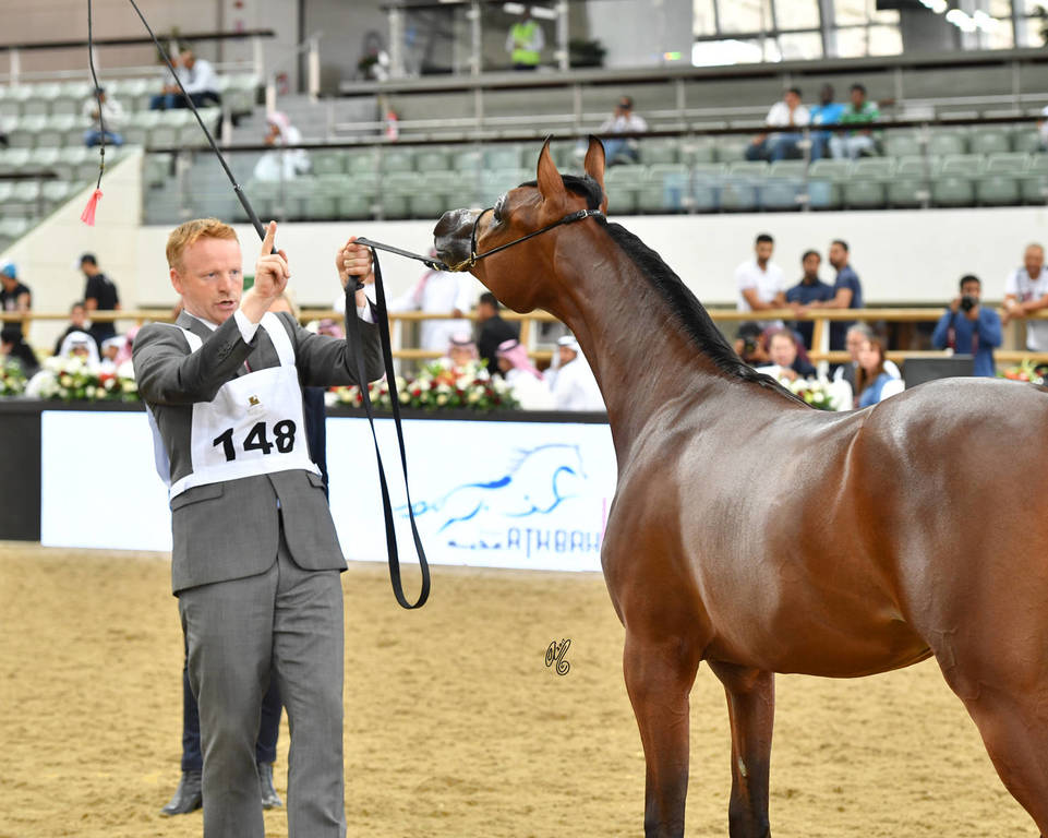 Yearling Colt Silver Champion: General (Emerald J X E.S. Mahbuba AE)