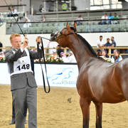 Yearling Colt Silver Champion: General (Emerald J X E.S. Mahbuba AE)