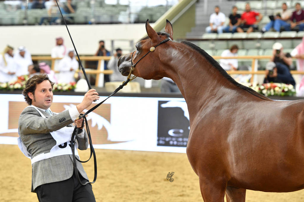 Yearling Filly Gold Champion: Hadba Al Shaqab (Marwan Al Shaqab X OFW Mishaahl) 