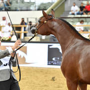 Yearling Filly Gold Champion: Hadba Al Shaqab (Marwan Al Shaqab X OFW Mishaahl) 