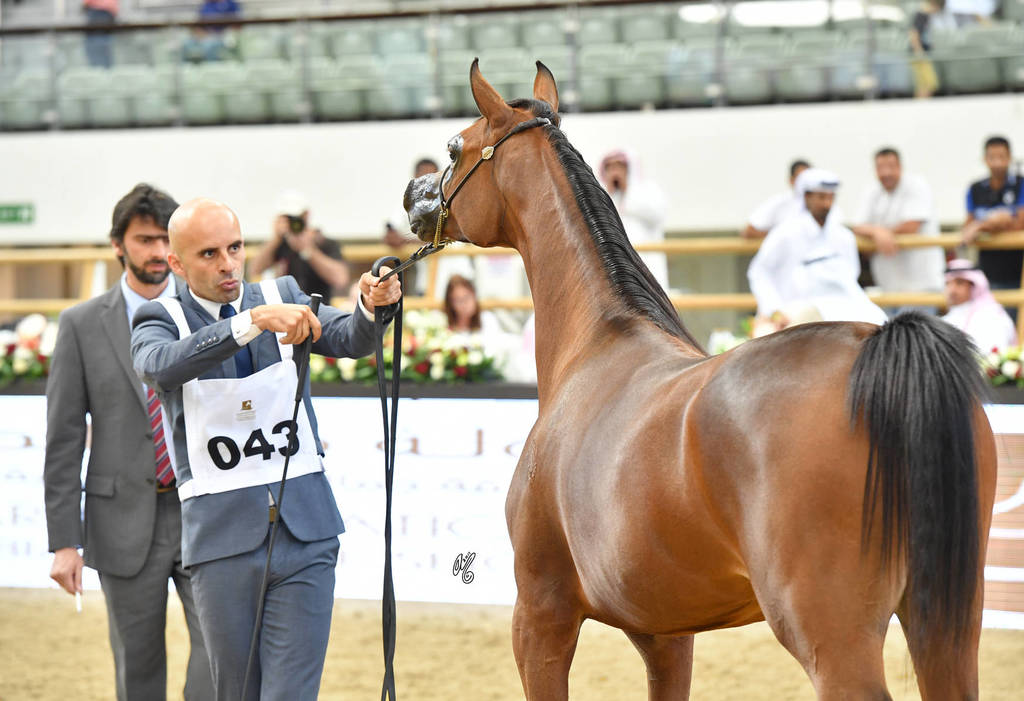 Yearling Filly Silver Champion: Haifa ED (Kahil Al Shaqab X Prestic)