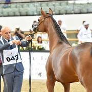 Yearling Filly Silver Champion: Haifa ED (Kahil Al Shaqab X Prestic)
