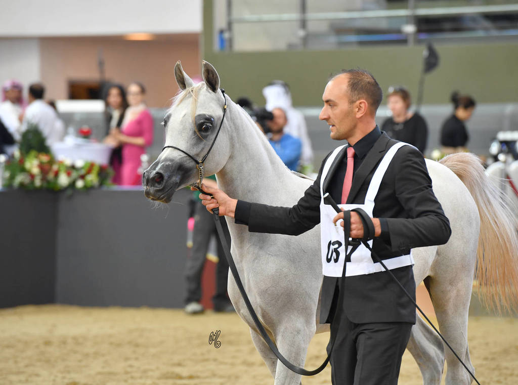 Yearling Filly Bronze Champion: Hattan Al Nasser (Kahil Al Shaqab X Lubna Al Shaqab) 