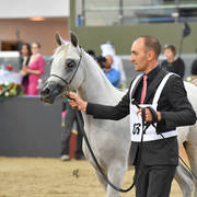 Yearling Filly Bronze Champion: Hattan Al Nasser (Kahil Al Shaqab X Lubna Al Shaqab) 