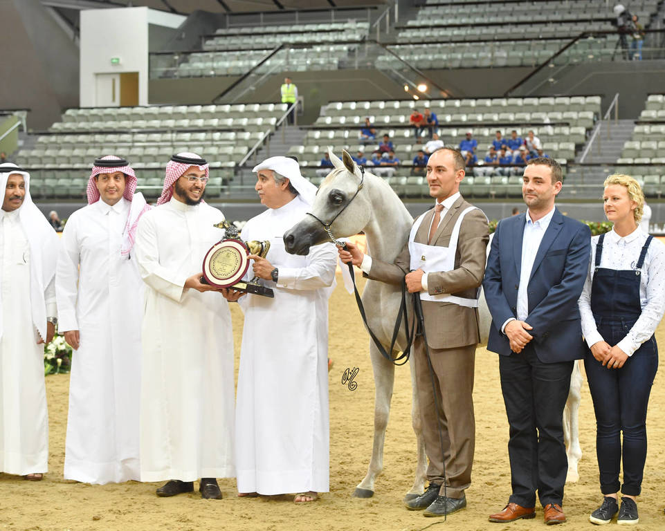 Yearling Filly Bronze Champion: Hattan Al Nasser (Kahil Al Shaqab X Lubna Al Shaqab) 