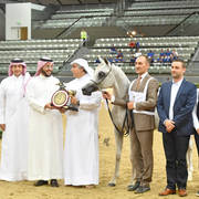 Yearling Filly Bronze Champion: Hattan Al Nasser (Kahil Al Shaqab X Lubna Al Shaqab) 