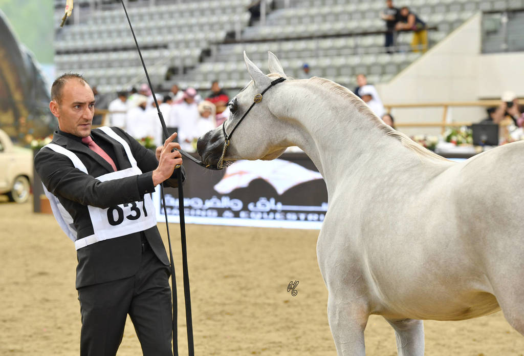 Yearling Filly Bronze Champion: Hattan Al Nasser (Kahil Al Shaqab X Lubna Al Shaqab) 
