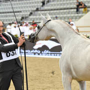 Yearling Filly Bronze Champion: Hattan Al Nasser (Kahil Al Shaqab X Lubna Al Shaqab) 