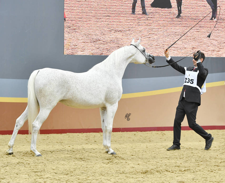 Senior Mare Gold Champion: Tehama Ballalina (Tehama NA Sidaqa X JJ Shai Majestic)