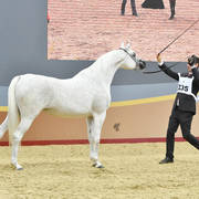 Senior Mare Gold Champion: Tehama Ballalina (Tehama NA Sidaqa X JJ Shai Majestic)