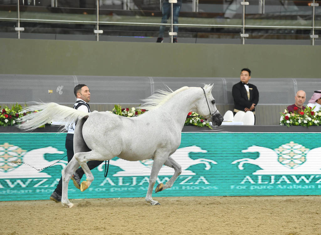 Stallions 11 and over: Horob Bin Escape