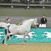 Stallions 11 and over: Horob Bin Escape