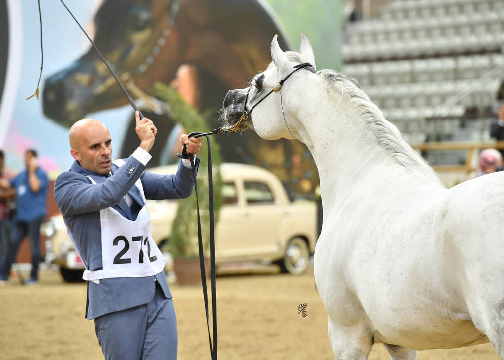 Stallions 11 and over: Ash Dream Of Glory