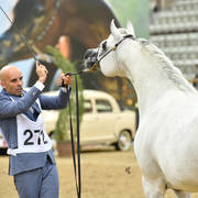 Stallions 11 and over: Ash Dream Of Glory