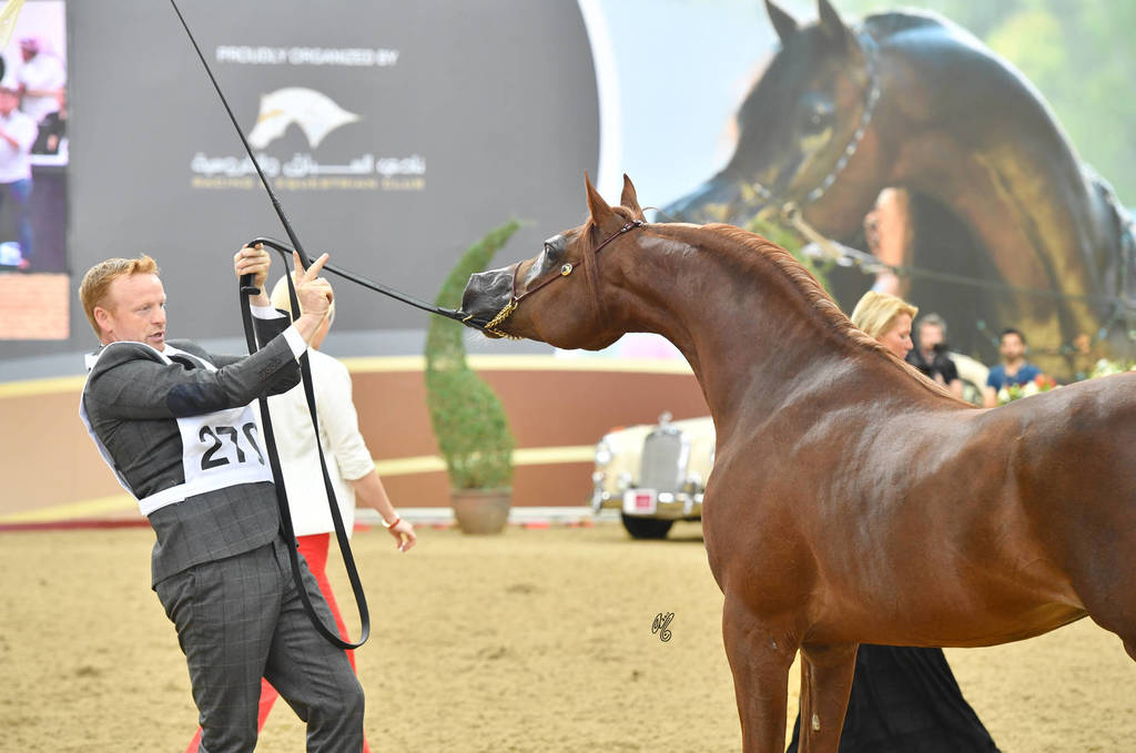 Stallions 7 to 10: MVA Colour Me Cool