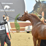 Stallions 7 to 10: MVA Colour Me Cool