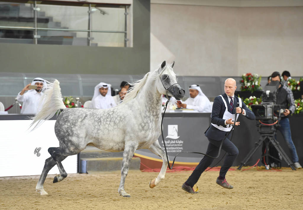 Stallions 7 to 10: Hassan Ashiraf