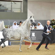 Stallions 7 to 10: Hassan Ashiraf