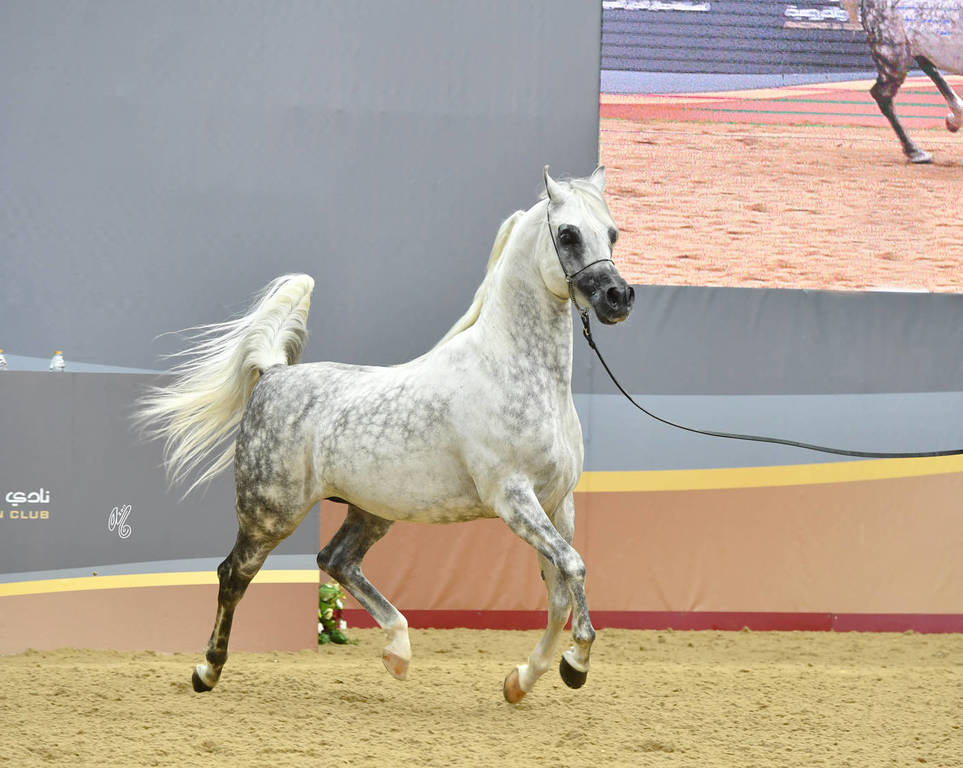 Stallions 7 to 10: Hassan Ashiraf