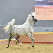 Stallions 7 to 10: Hassan Ashiraf