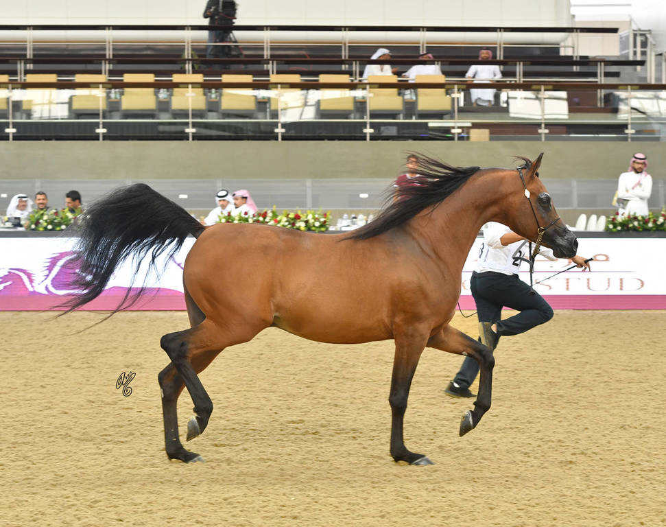 Stallions 7 to 10: Jamil Al Shahania