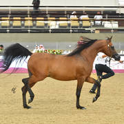 Stallions 7 to 10: Jamil Al Shahania