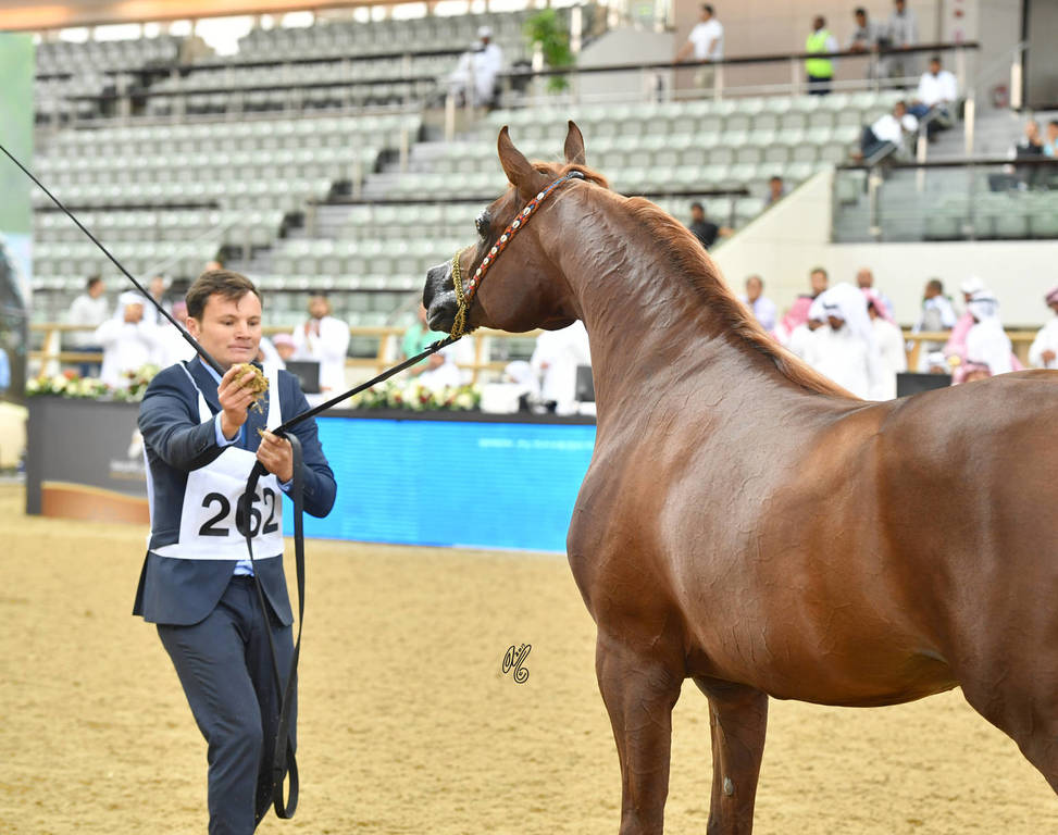 Stallions 7 to 10: Kamar Al Gazal