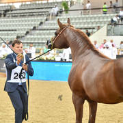 Stallions 7 to 10: Kamar Al Gazal