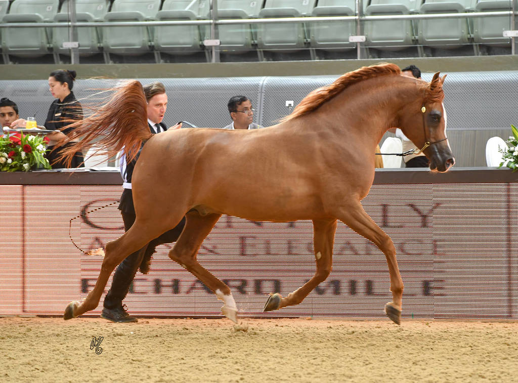 Stallions 7 to 10: Muhtar Al Shgair