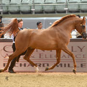 Stallions 7 to 10: Muhtar Al Shgair