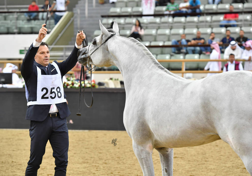 Stallions 4 to 6: Shloul Al Naif