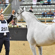 Stallions 4 to 6: Shloul Al Naif