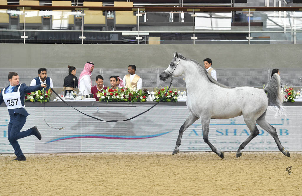 Stallions 4 to 6: D Daffer