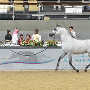 Stallions 4 to 6: D Daffer