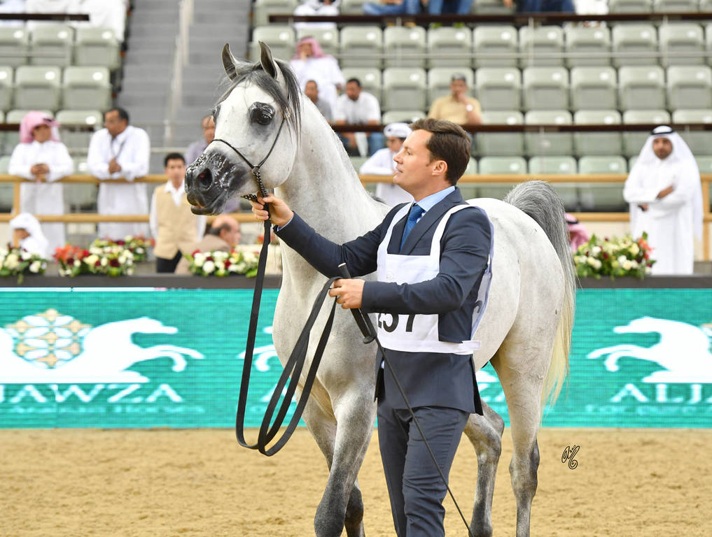 Stallions 4 to 6: D Daffer