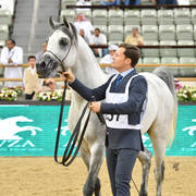 Stallions 4 to 6: D Daffer