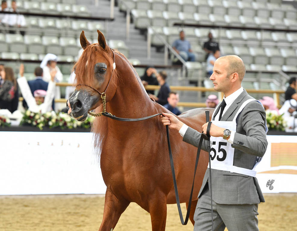 Stallions 4 to 6: Prussia MI