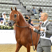 Stallions 4 to 6: Prussia MI