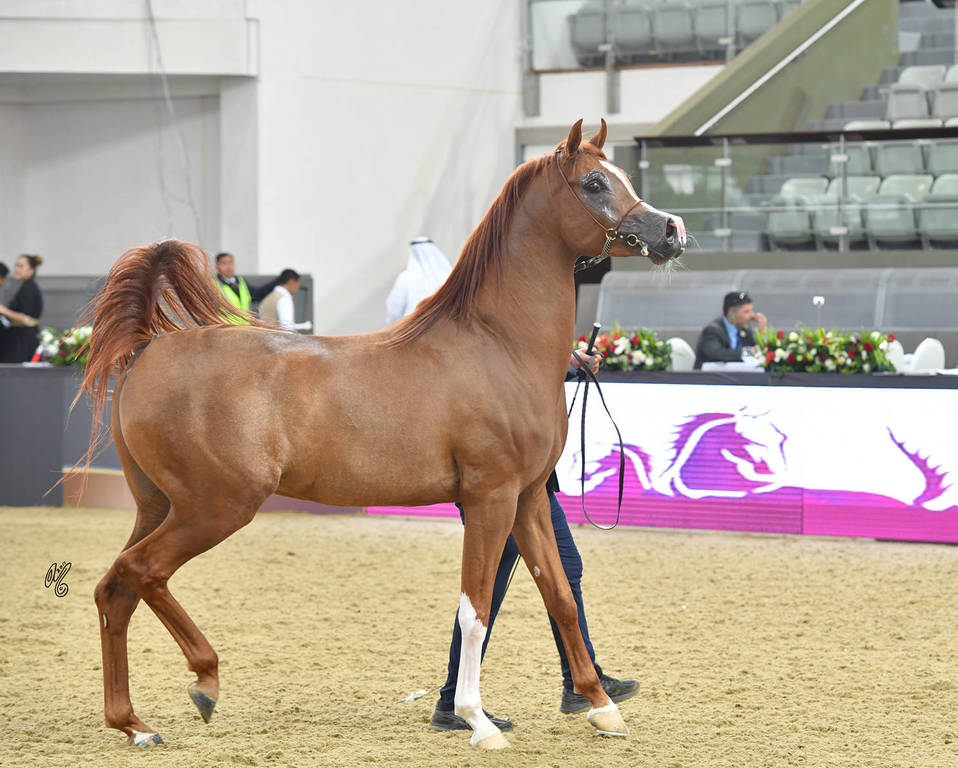 Stallions 4 to 6: Da Mandschurai