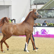 Stallions 4 to 6: Da Mandschurai