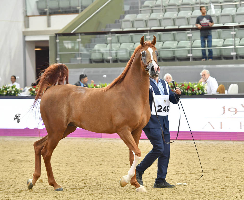 Stallions 4 to 6: Da Mandschurai