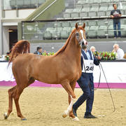 Stallions 4 to 6: Da Mandschurai