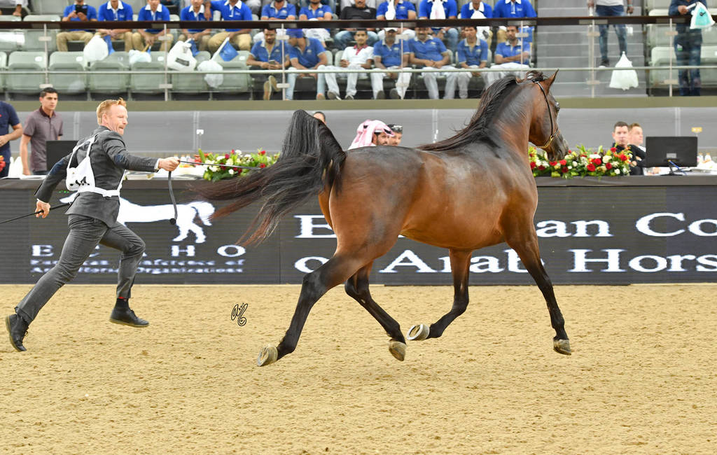 Stallions 4 to 6: D Jad