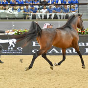 Stallions 4 to 6: D Jad