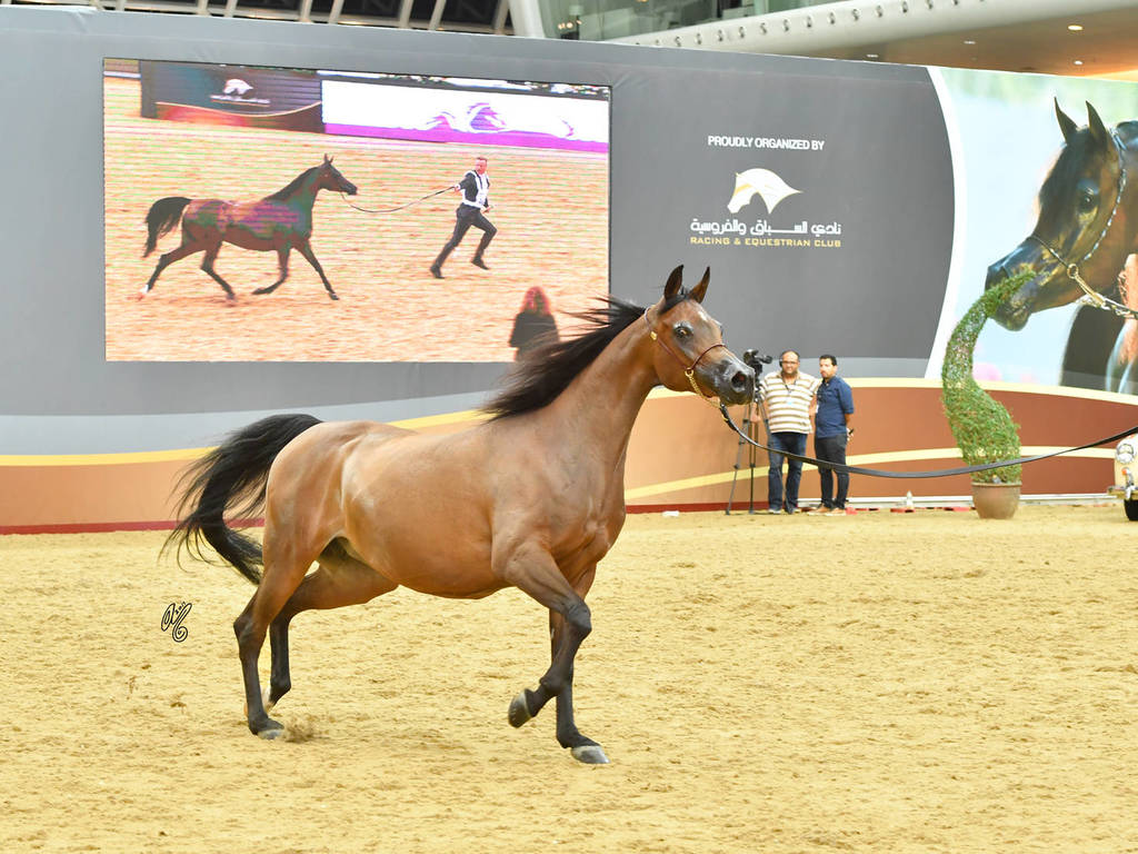 Mares 11 and over: Wkra