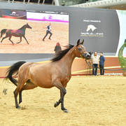 Mares 11 and over: Wkra