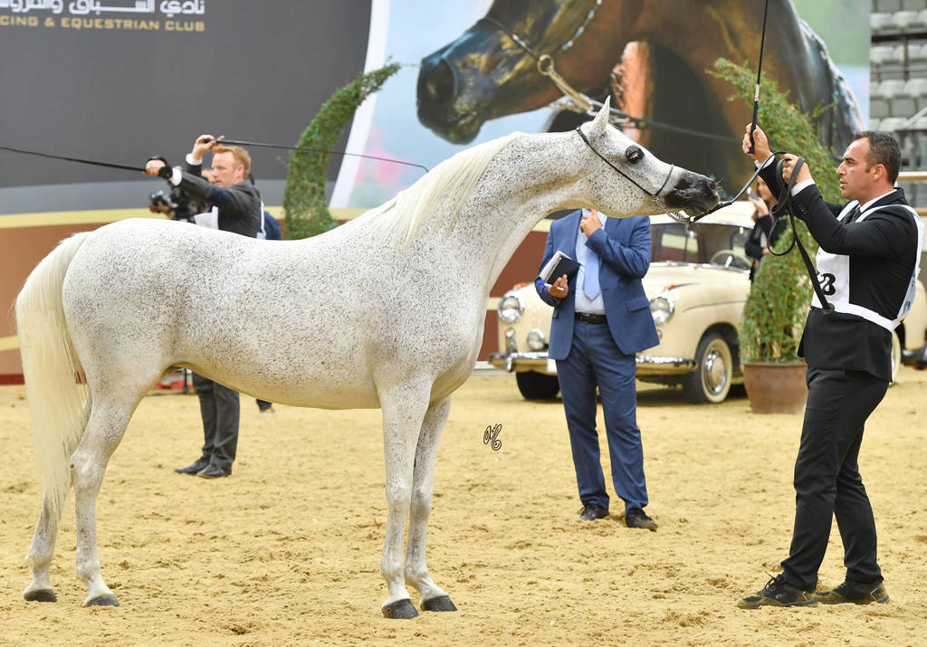 Mares 11 and over: Wasa