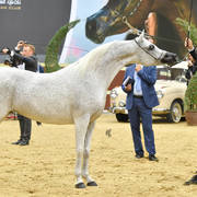 Mares 11 and over: Wasa