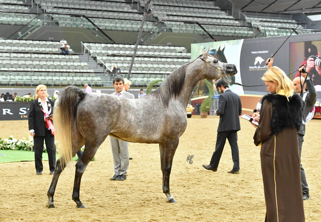 Mares 7 to 10: Filena