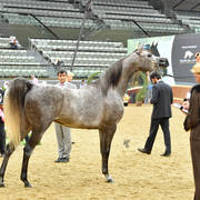 Mares 7 to 10: Filena